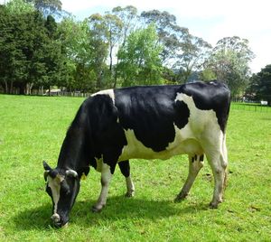 cow