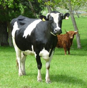 cow2