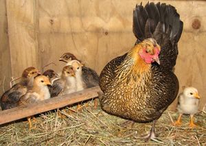 octaviachicksincoop