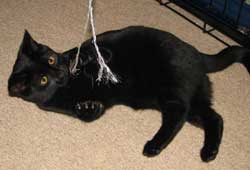 blackieblack1