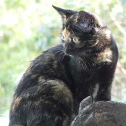 sweetiepie1