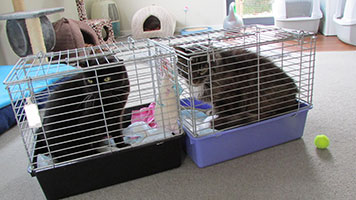 ned--sooty-foster-home-billie