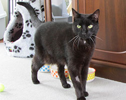sooty-foster-care-billie