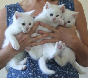Cats_Purdie_Fleur__white_kittens_300
