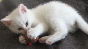 White_kittens_034_300