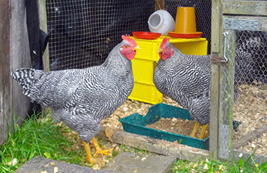roosters-puff--cuddles-in-coop-lesleyann-w