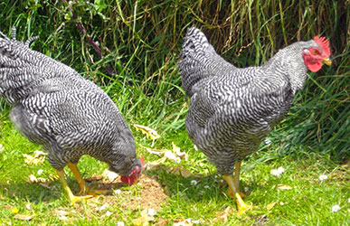 roosters-puff--tony-grazing-lesleyann-w