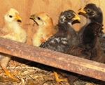 Lizzys_5_chicks_he
