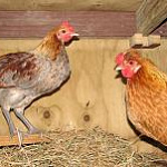 Bantam Hen & Rooster