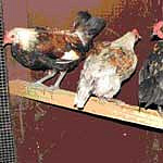 Three Young Cockerals
