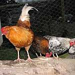 Four Roosters