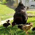 Blackie & her nine chicks