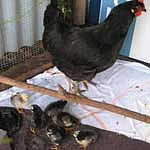 Hen & six chicks