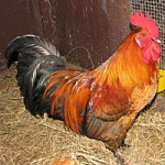 Prince the Rooster