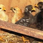 Lizzy & Chicks
