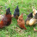 Bantam Hens & Roosters