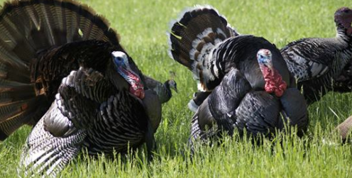 turkey