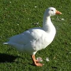 Geese