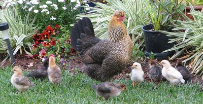 octaviaherchicks