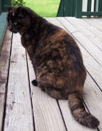 Queenie_sitting_profile3