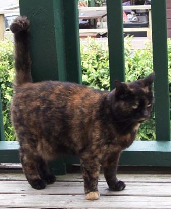 Queenie_standing_profile_4