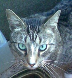 ollie_head