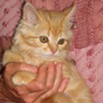 Kitten_Baby_cute1_sml