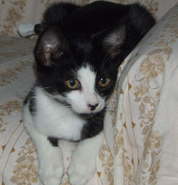 mr-personality-on-couch