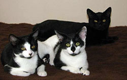 mr-personality-with-siblings