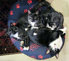 peanut-silvie--sooty-susan-l