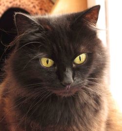 cocoa