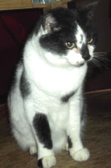 kitty 3