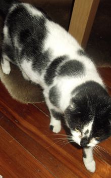 kitty 4