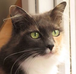 sophie