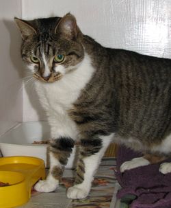 stevie at vet