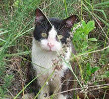 scratch-in-grass