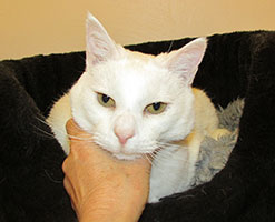 cosmo--cuddles