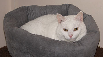 cosmo-in-bed