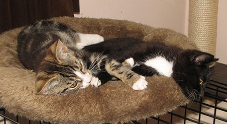 sylvester--rocky-in-bed