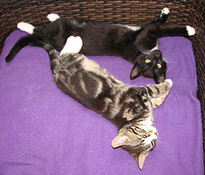 sylvester--rocky-relaxing