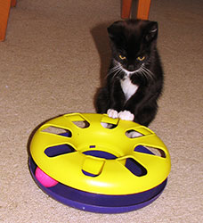 sylvester-with-wheel