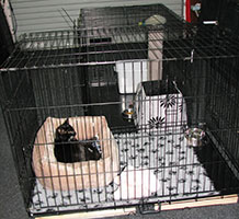 webster-double-crate-isolation