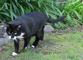 bob-prowling-gregv