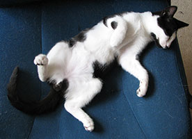 chico-sleeping-bellyup