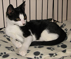 kitten-chico-resting