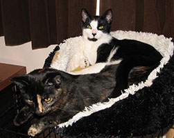 cinderella--chico-in-bed