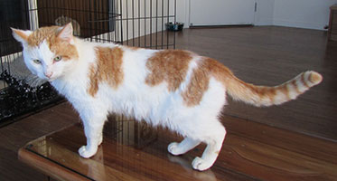 puffin-on-coffee-table