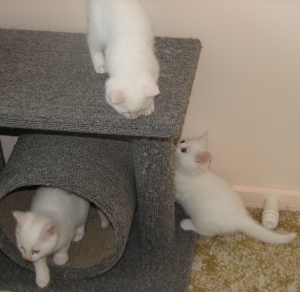 White_kittens_32_300