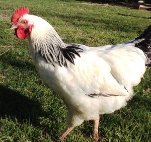 rooster2