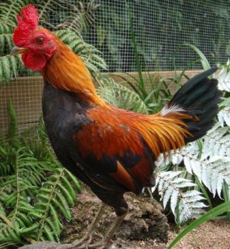 Rooster_Eddie1